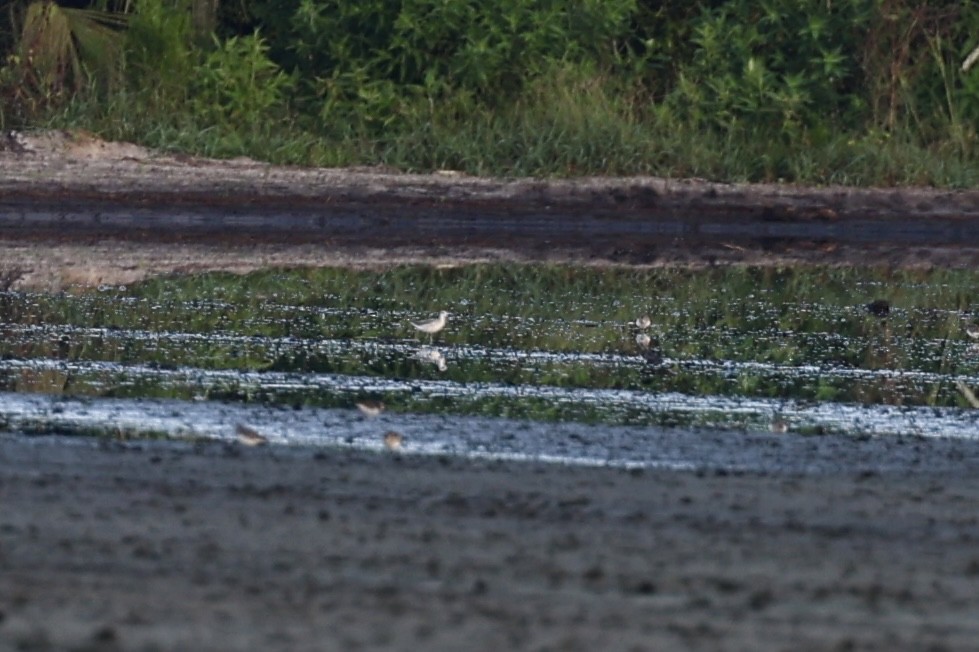 Wilson's Phalarope - ML600018771