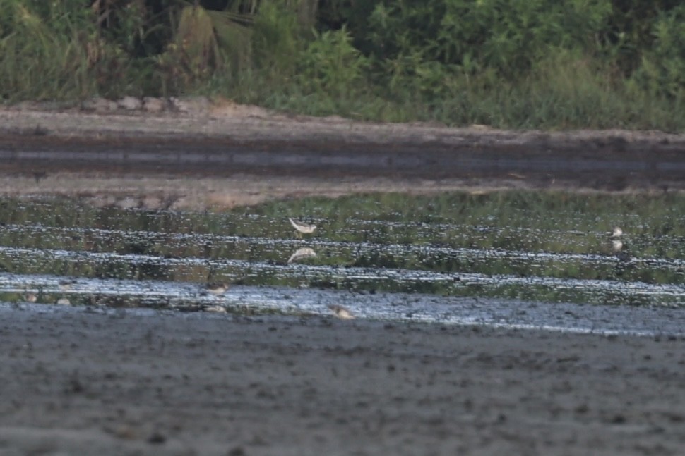 Wilson's Phalarope - ML600018781