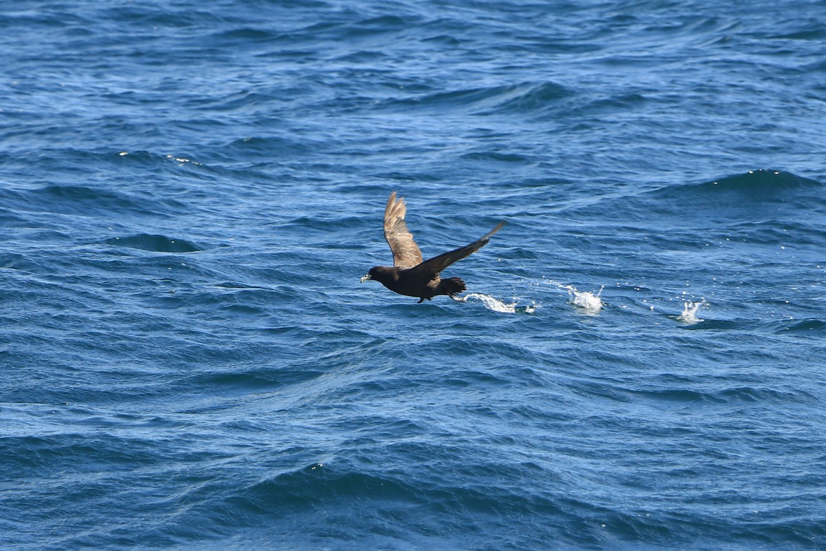 White-chinned Petrel - Jorge Novoa - CORBIDI