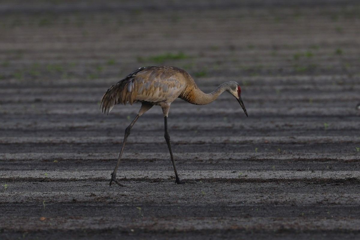 Sandhill Crane - ML600019181