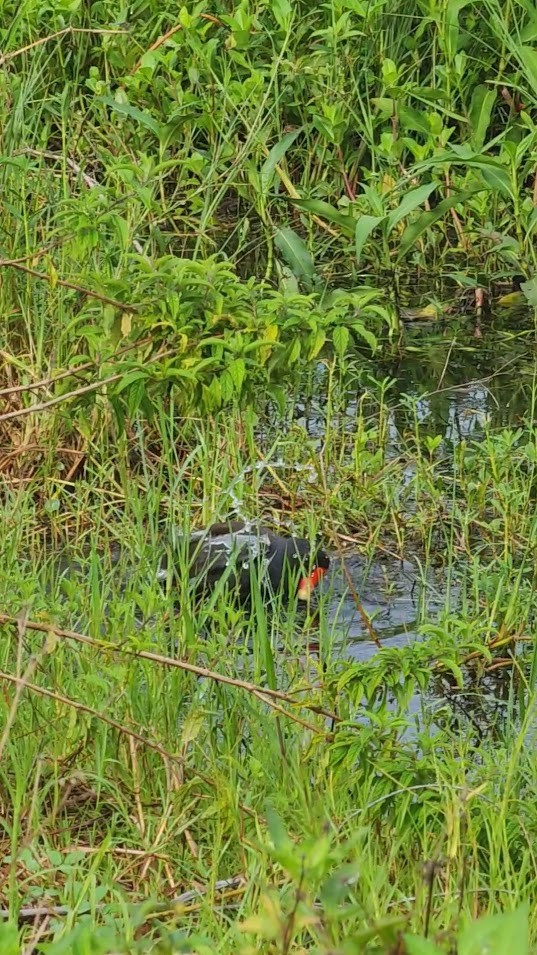 Common Gallinule - ML600019341