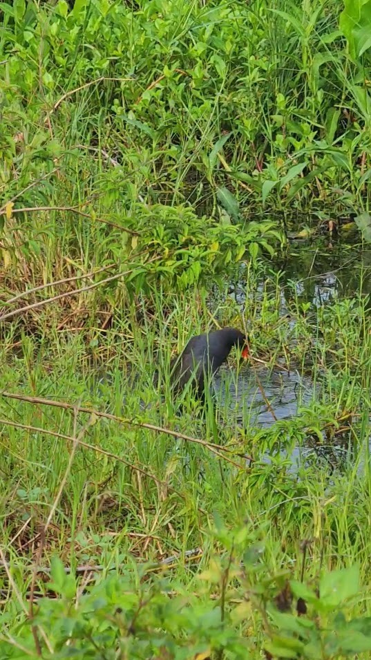 Common Gallinule - ML600019371