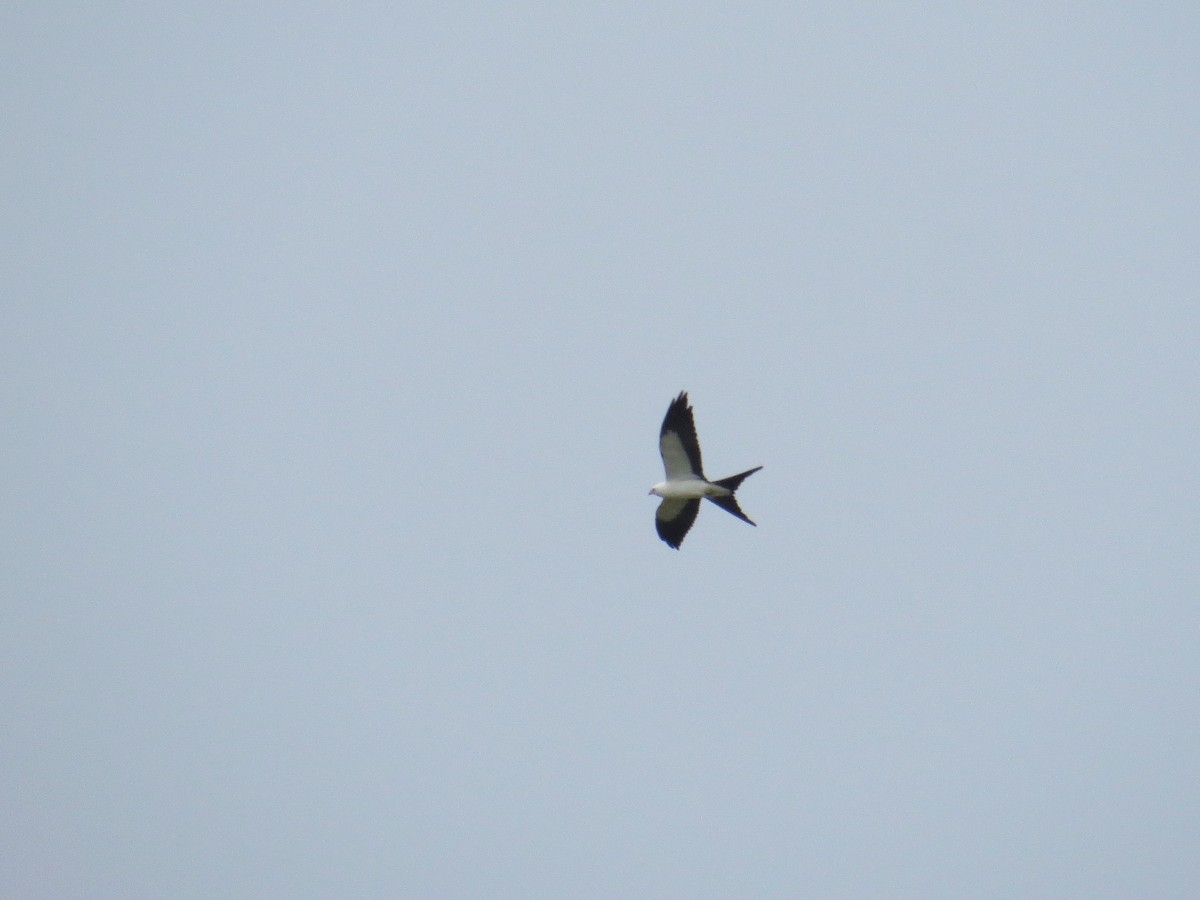 Swallow-tailed Kite - WS Barbour