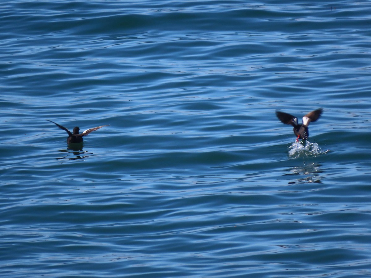 Pigeon Guillemot - ML600020111