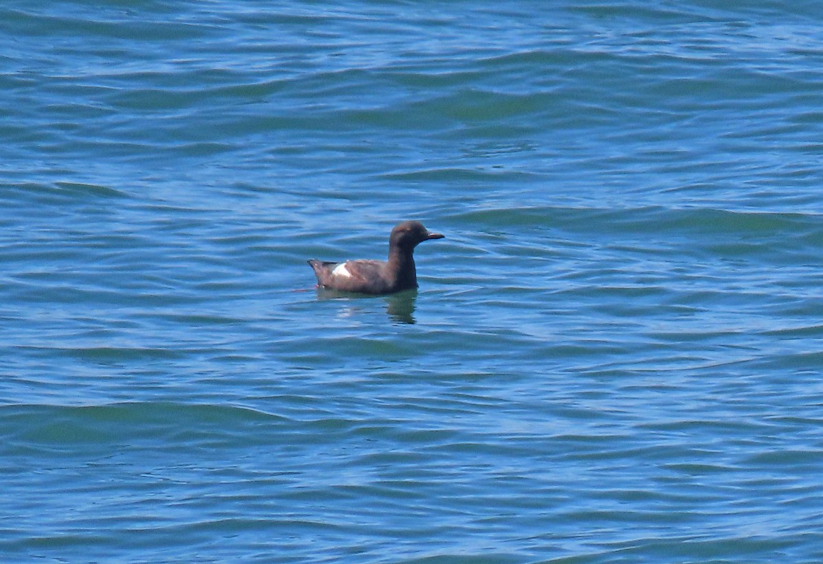 Pigeon Guillemot - ML600020121