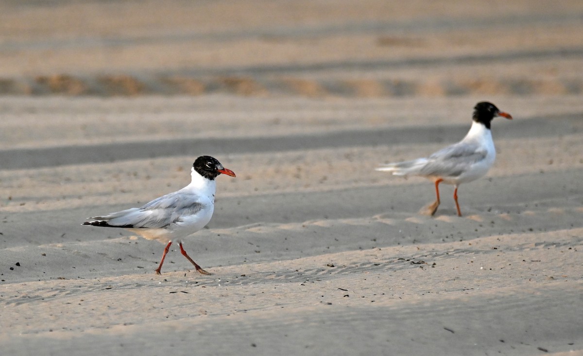 Mediterranean Gull - Miguel Ángel García