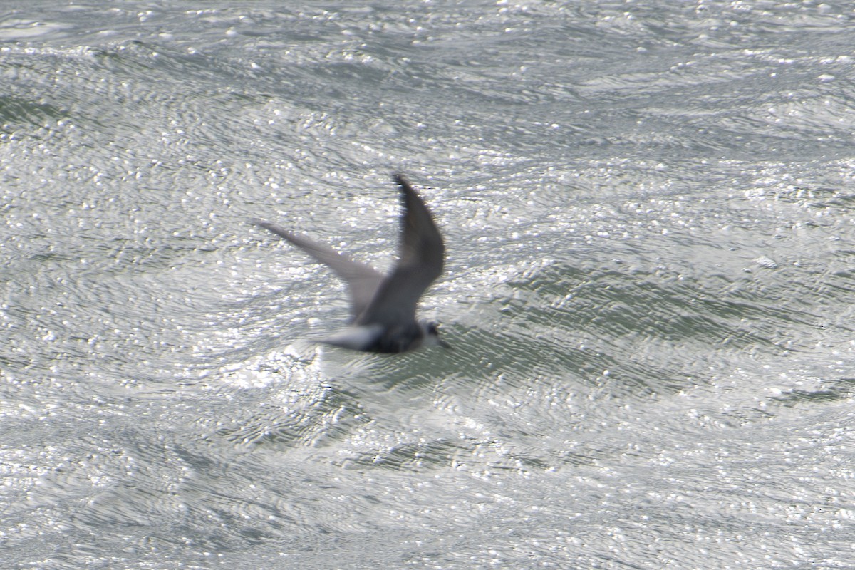 Black Tern (Eurasian) - ML600023671