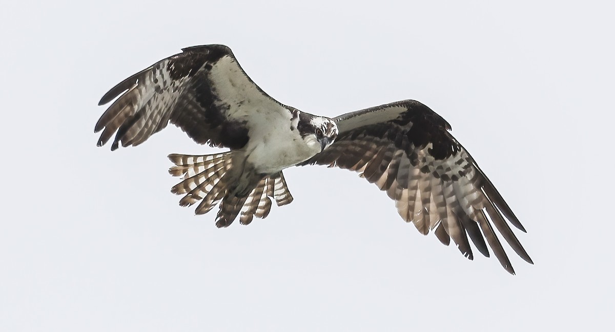 Balbuzard pêcheur - ML600024351