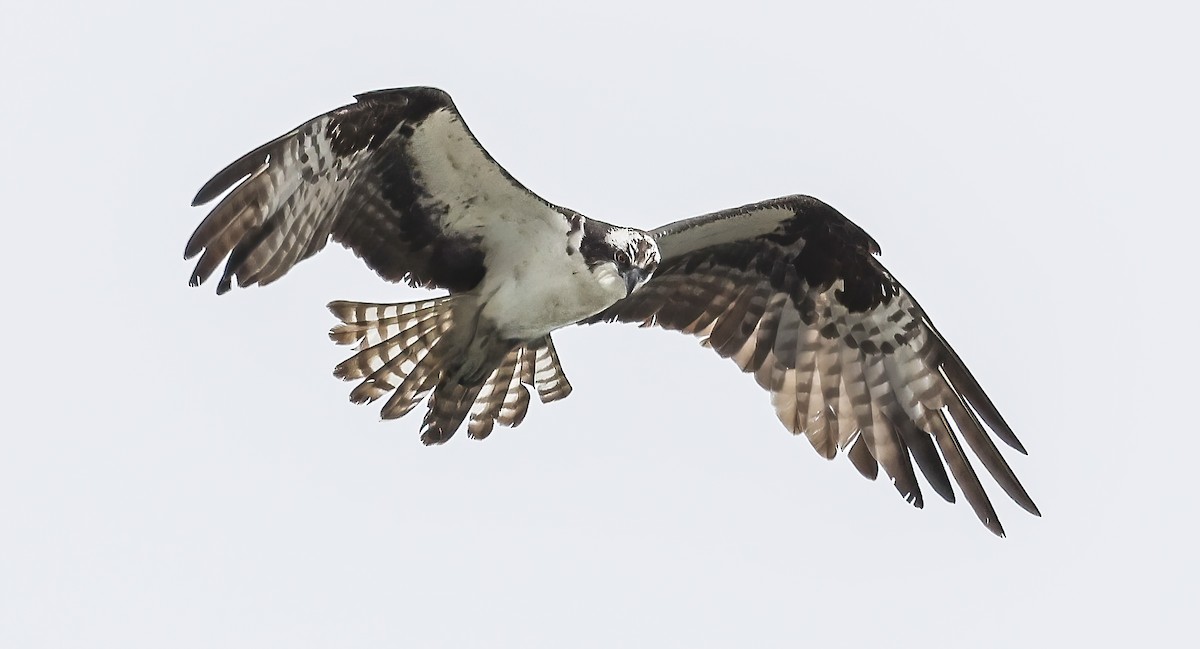 Águila Pescadora - ML600024351