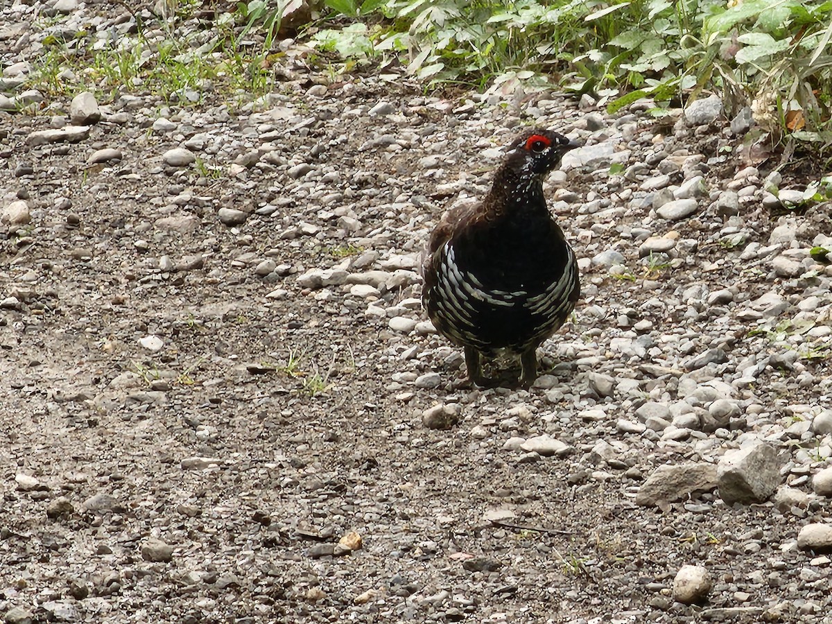 Spruce Grouse - ML600024361