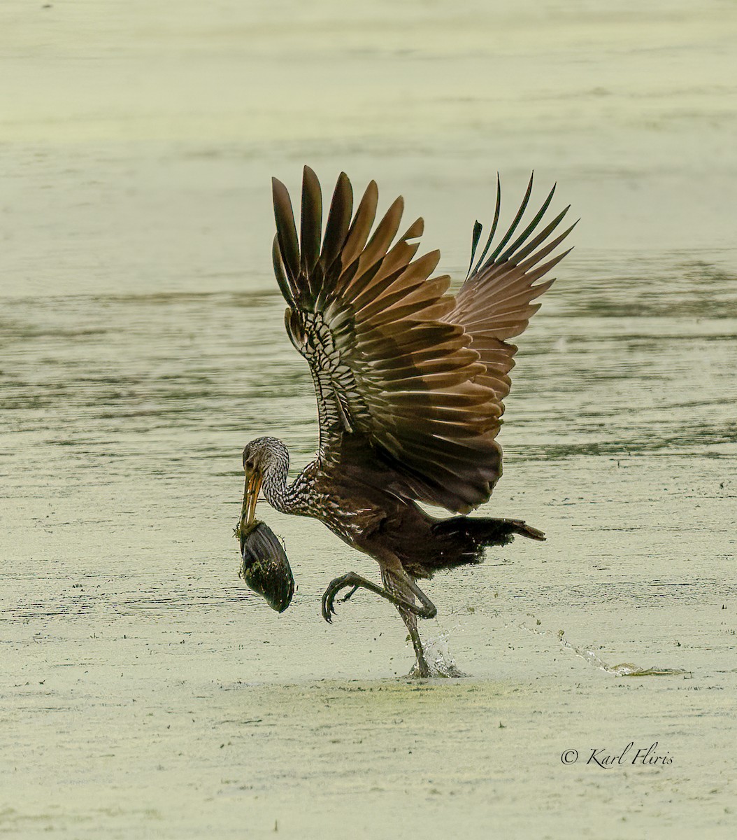 Limpkin - Karl  Fliris