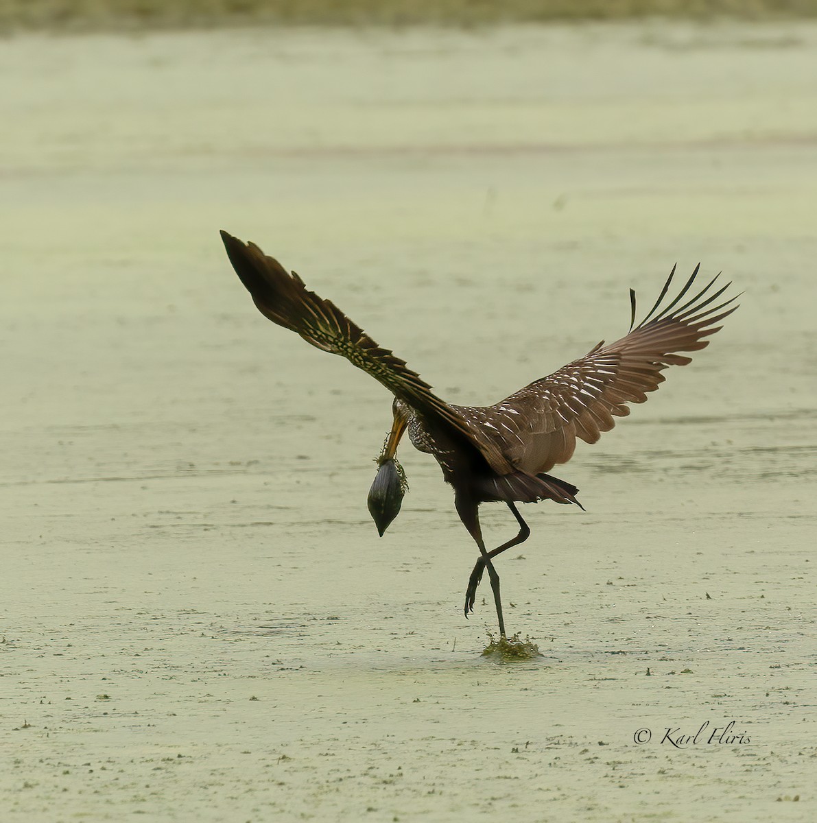 Limpkin - Karl  Fliris