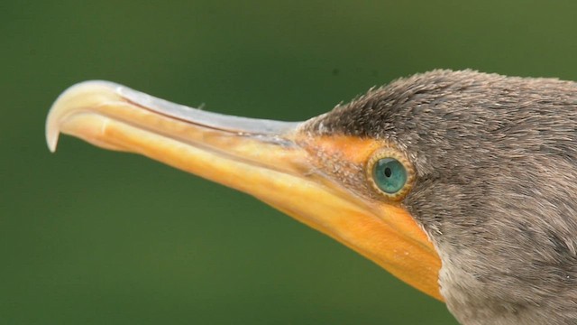 Double-crested Cormorant - ML600024731