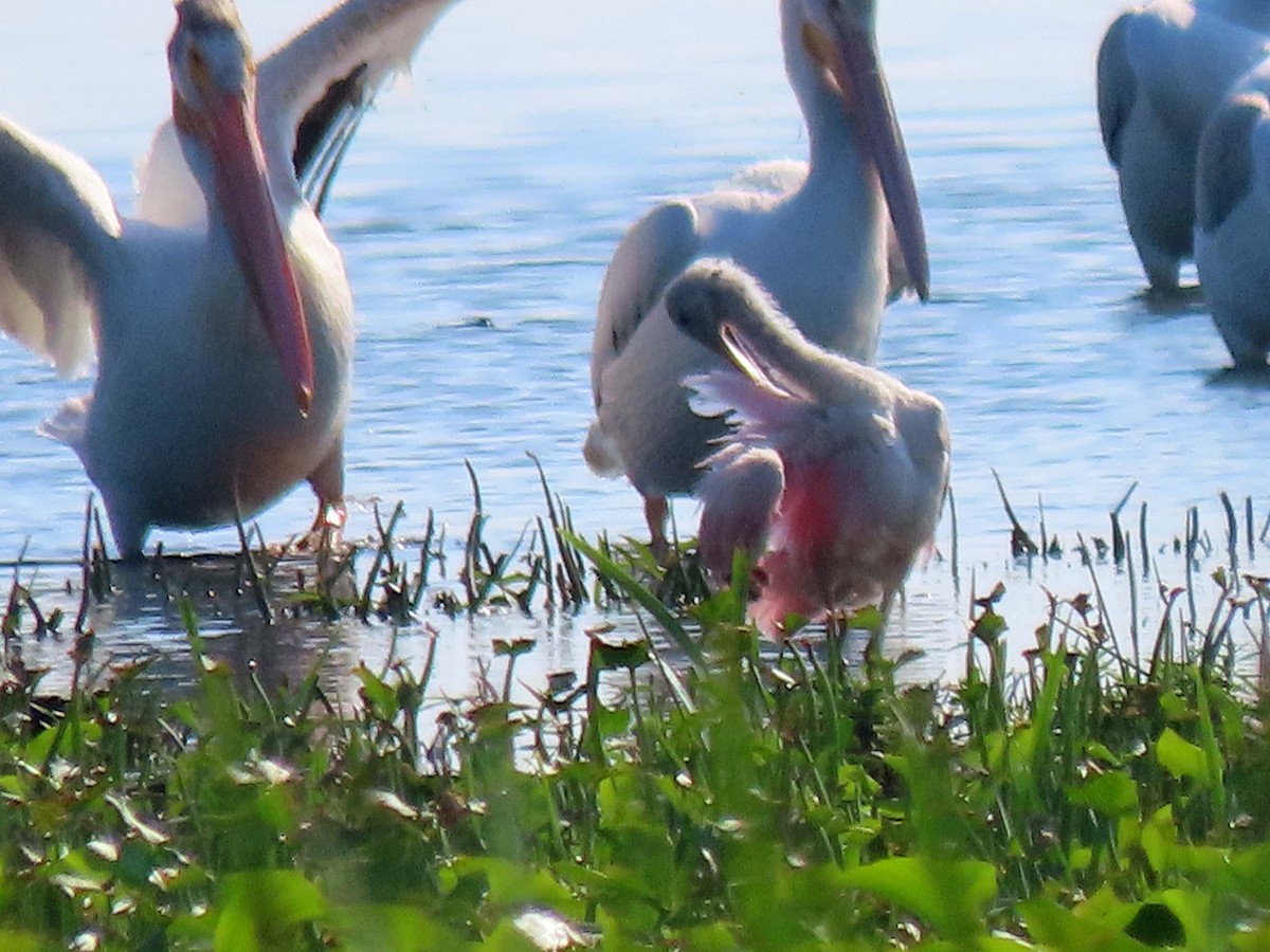 Roseate Spoonbill - ML600025361