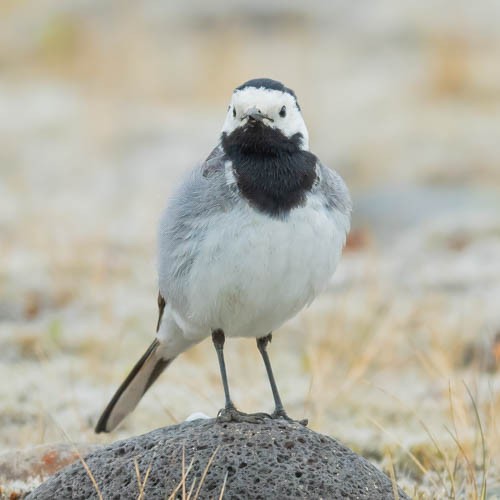 White Wagtail - ML600025911