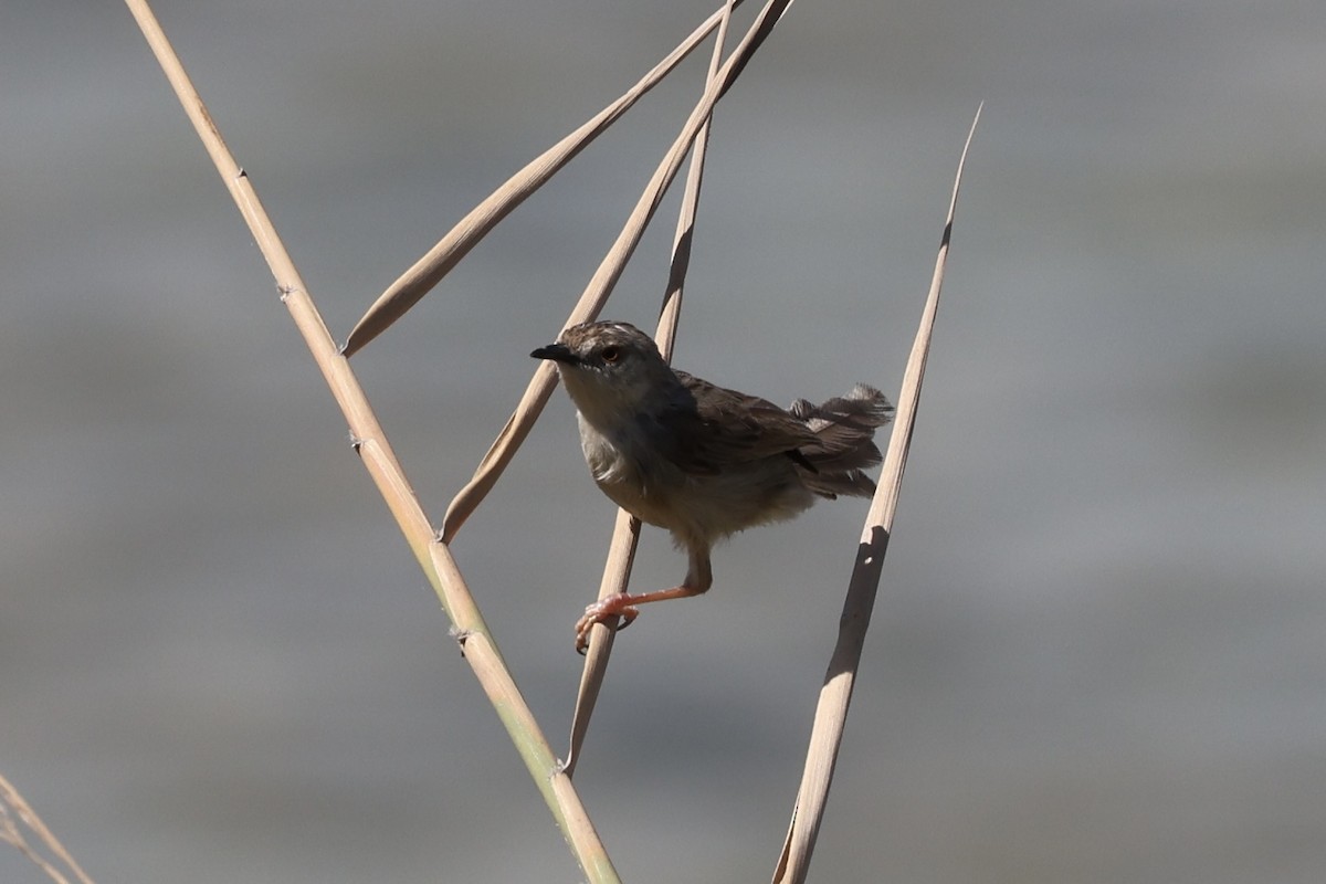 Delicate Prinia - ML600026491