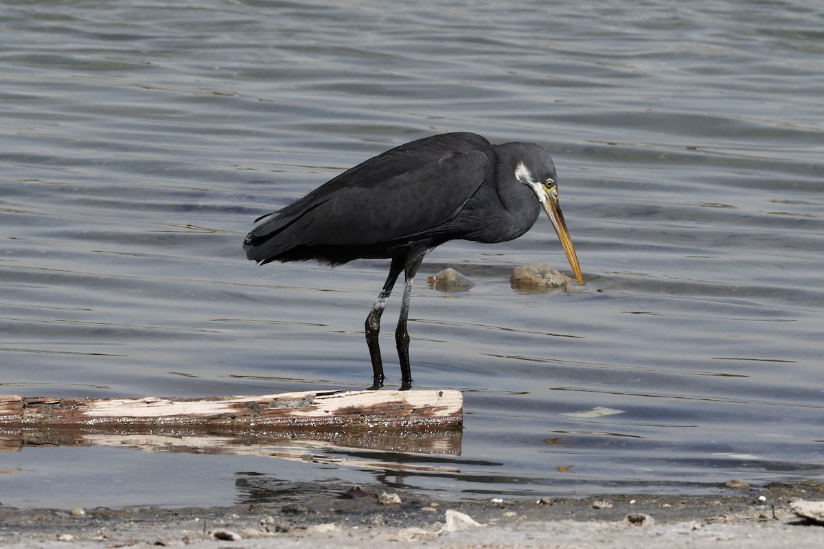 Western Reef-Heron - Juan martinez