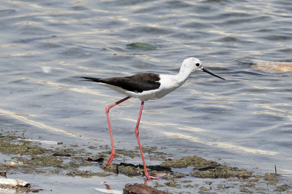 Black-winged Stilt - ML600026701