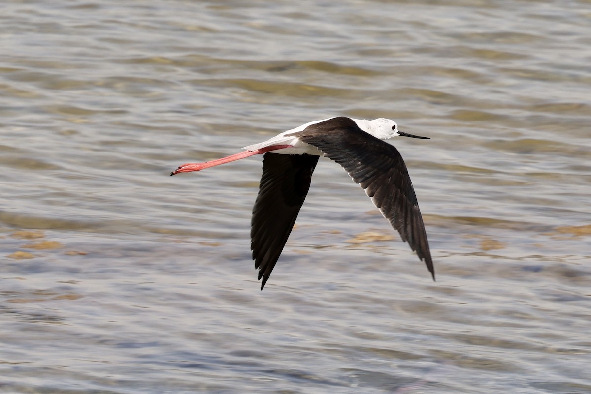 Black-winged Stilt - Juan martinez