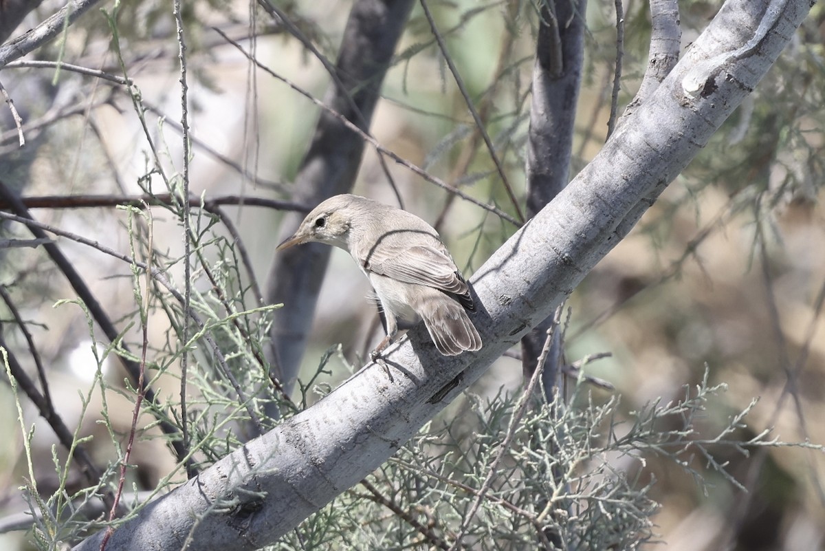 Eastern Olivaceous Warbler - ML600026921