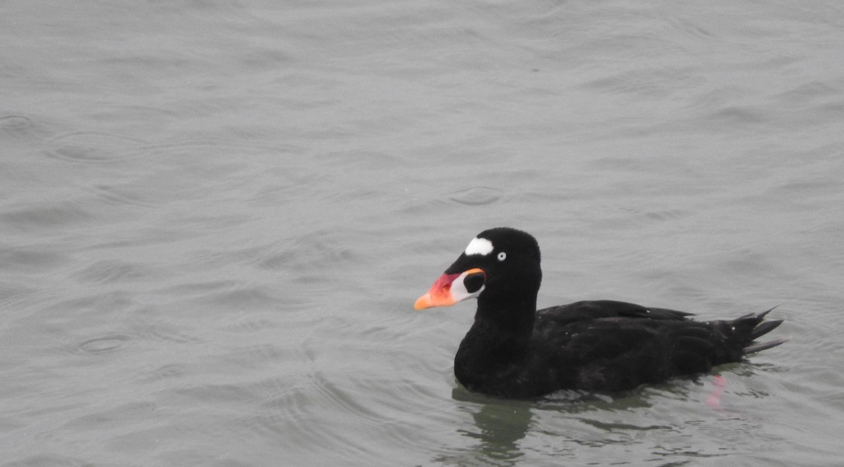 Surf Scoter - ML60002941