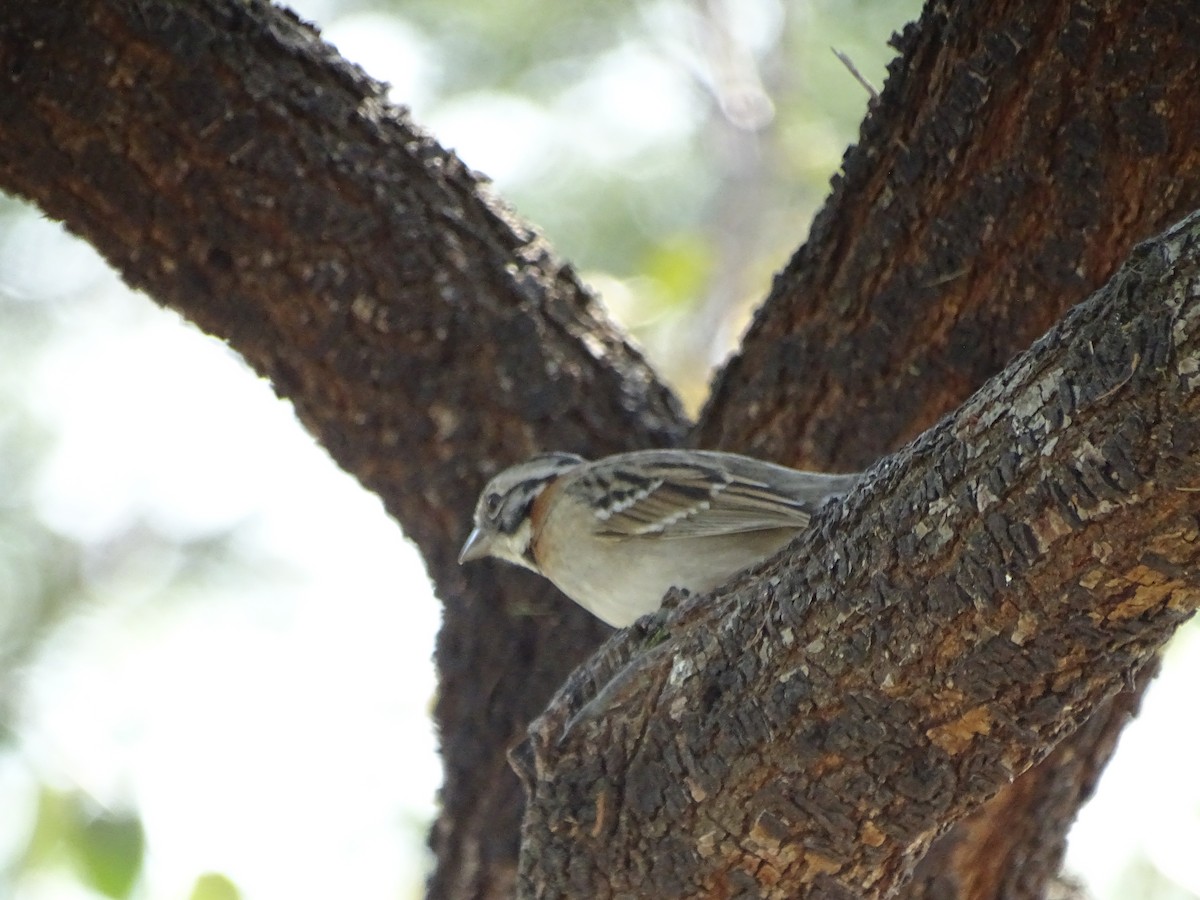 Rufous-collared Sparrow - ML600030091