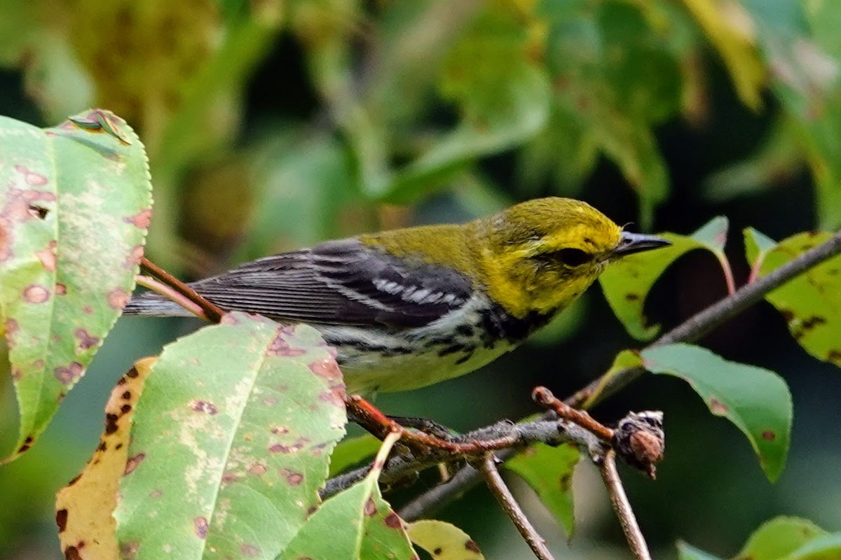 Black-throated Green Warbler - Linda Hamp