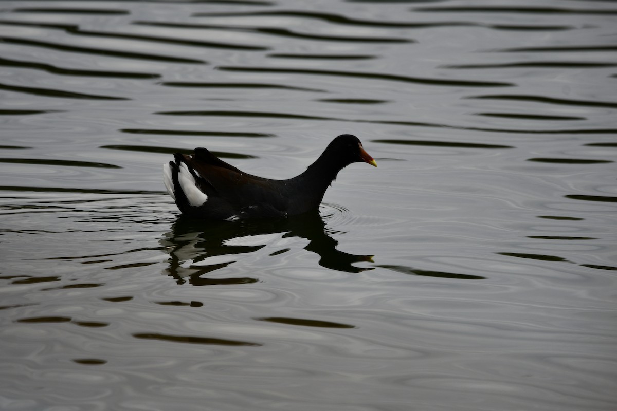 Common Gallinule - Hugo Valderrey