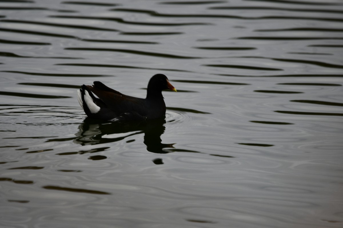 Common Gallinule - Hugo Valderrey