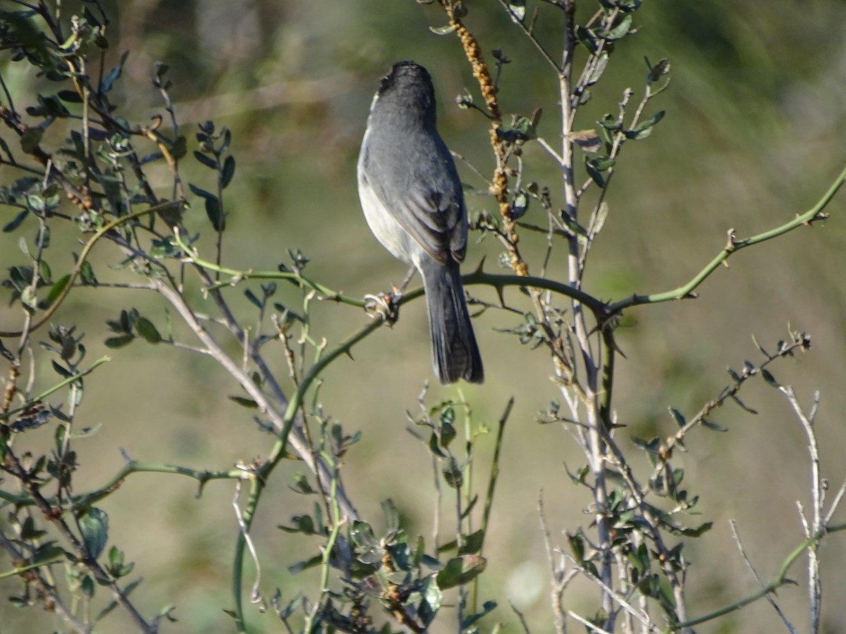 Black-capped Warbling Finch - ML600032101