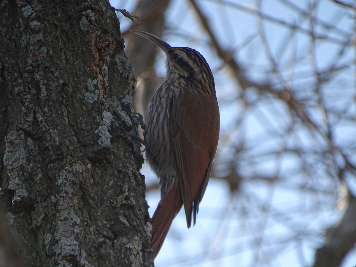 Narrow-billed Woodcreeper - ML600032461