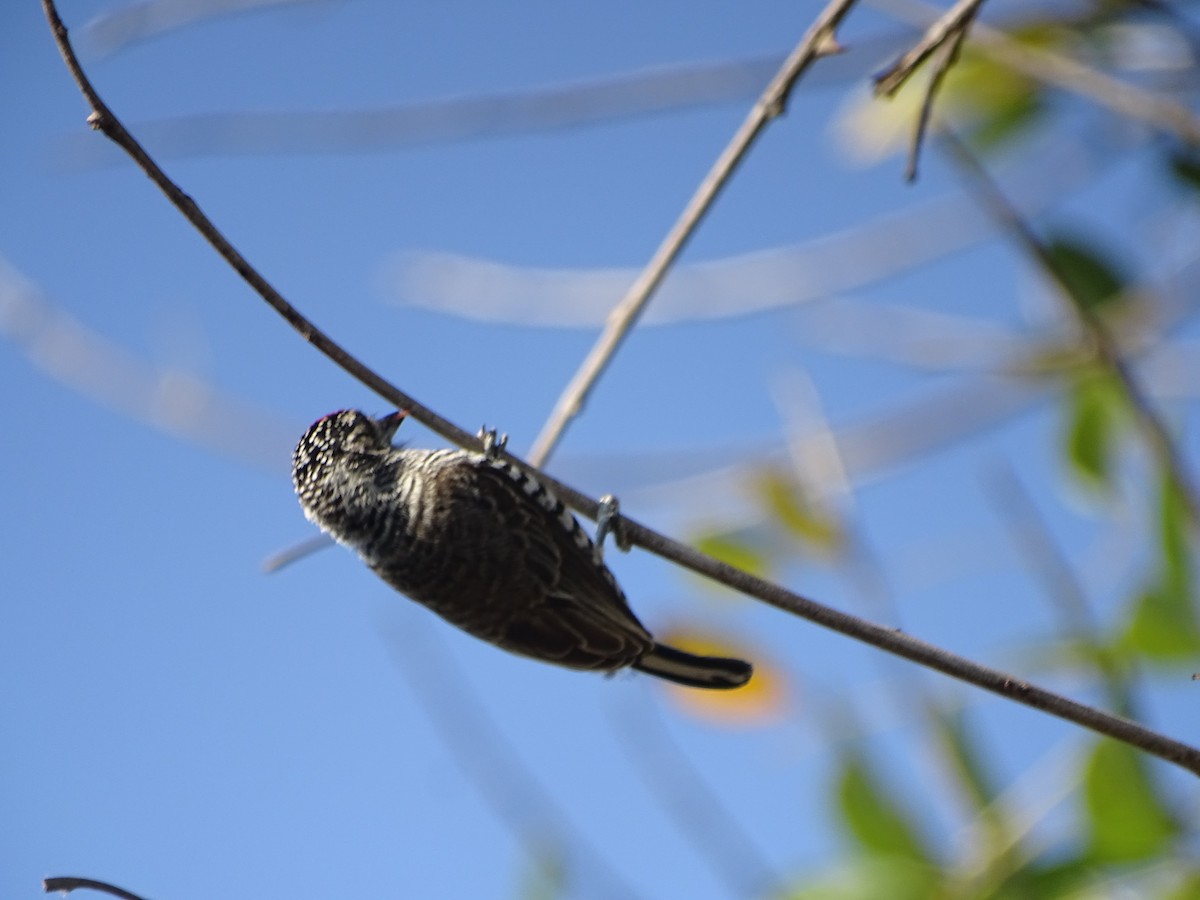 White-barred Piculet - ML600032591