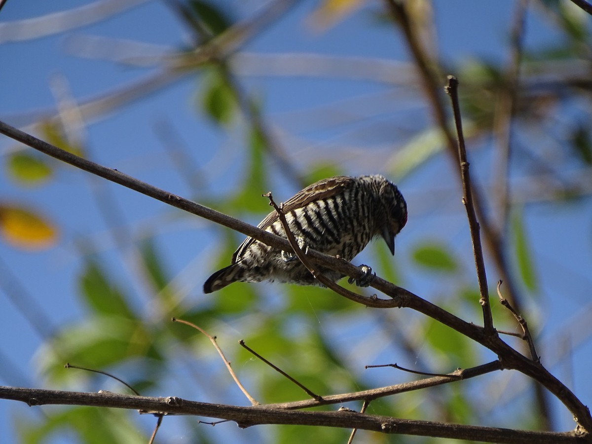 White-barred Piculet - ML600032601