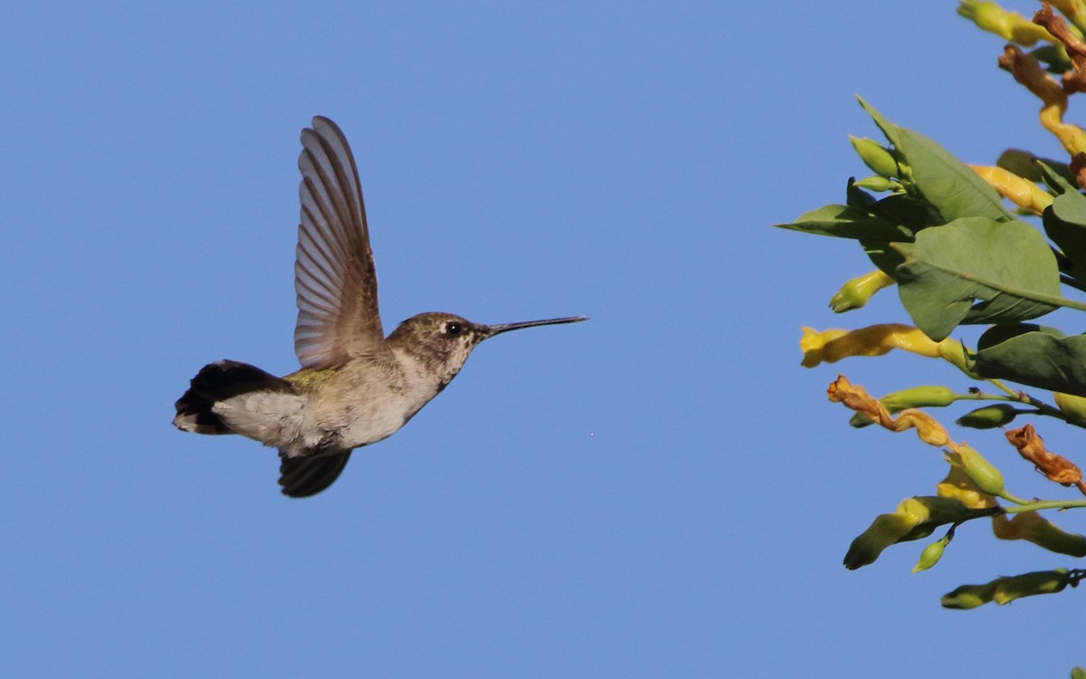 Black-chinned Hummingbird - ML600033031