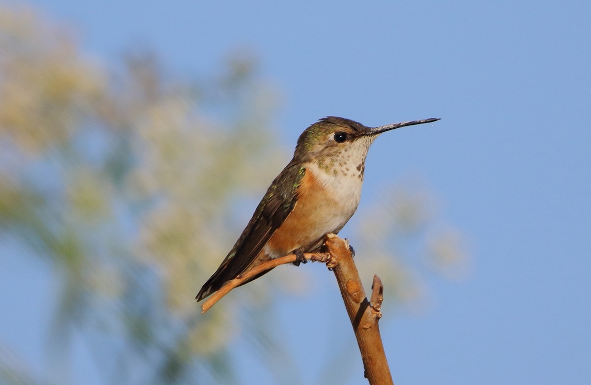 Rufous Hummingbird - ML600033181