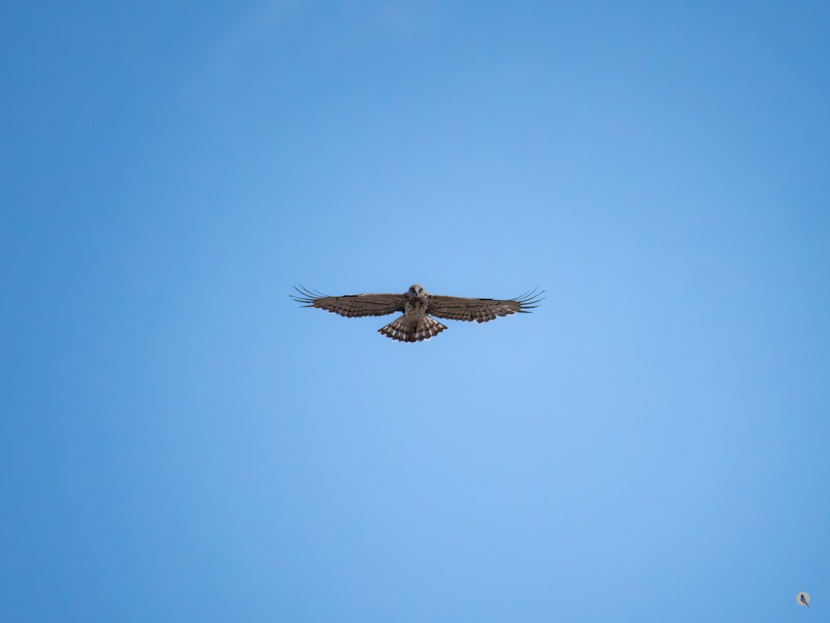 Short-toed Snake-Eagle - Nan Martic