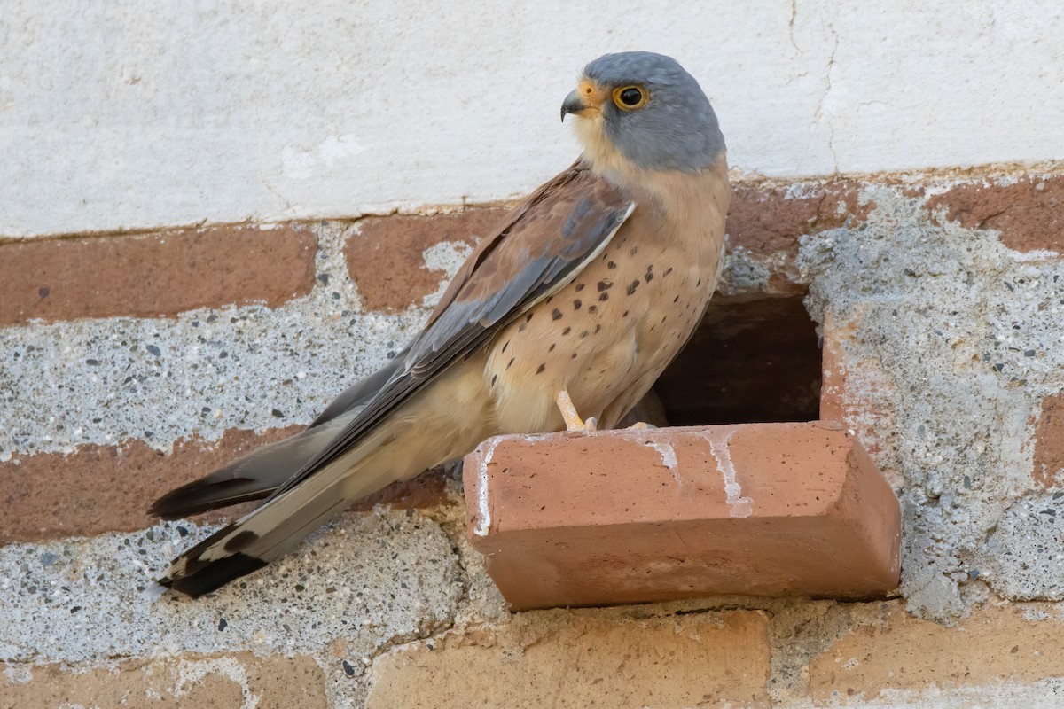 Lesser Kestrel - Andrés  Rojas Sánchez