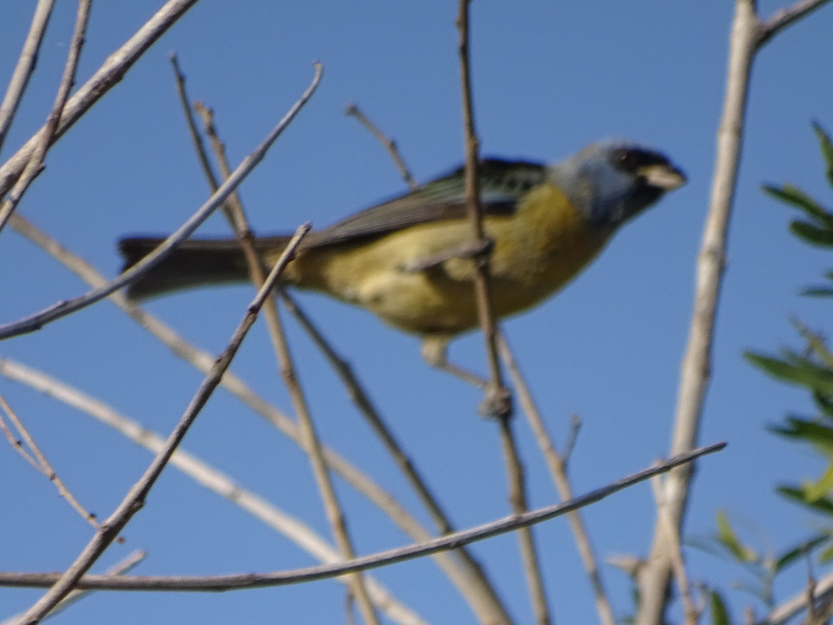 Blue-and-yellow Tanager - ML600035381