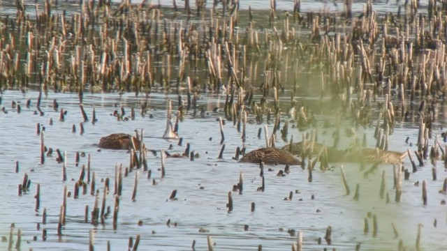 hvithalesvømmesnipe - ML600035891