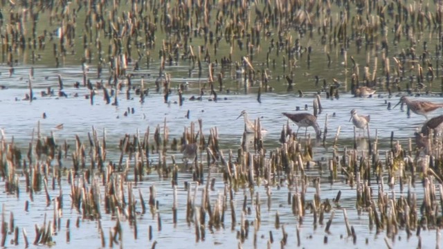 Wilson's Phalarope - ML600035911