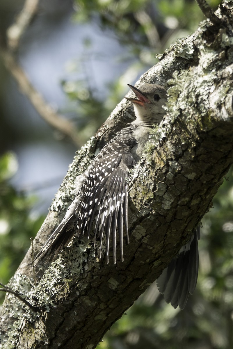 Red-bellied Woodpecker - Wendy Allen