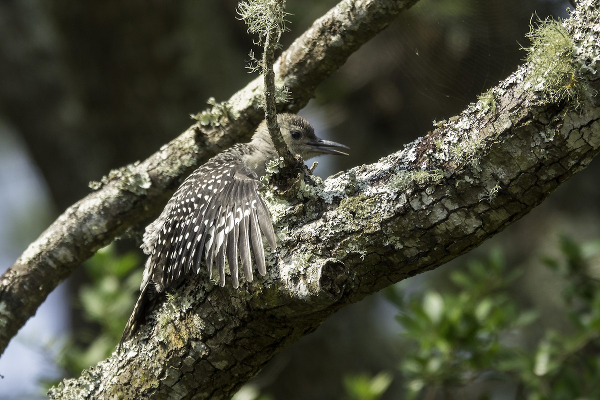 Red-bellied Woodpecker - Wendy Allen