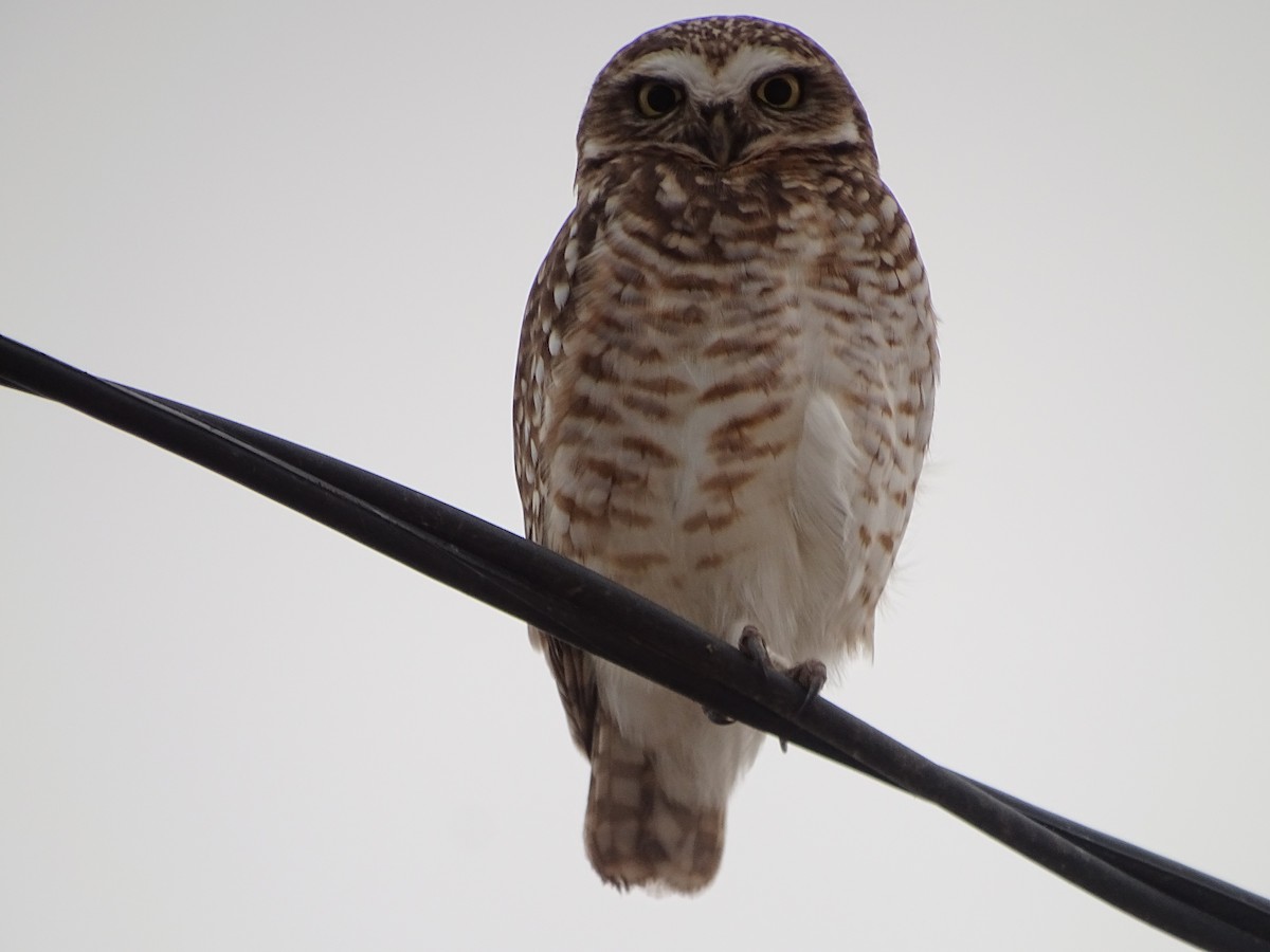 Burrowing Owl - Mirian Del Río