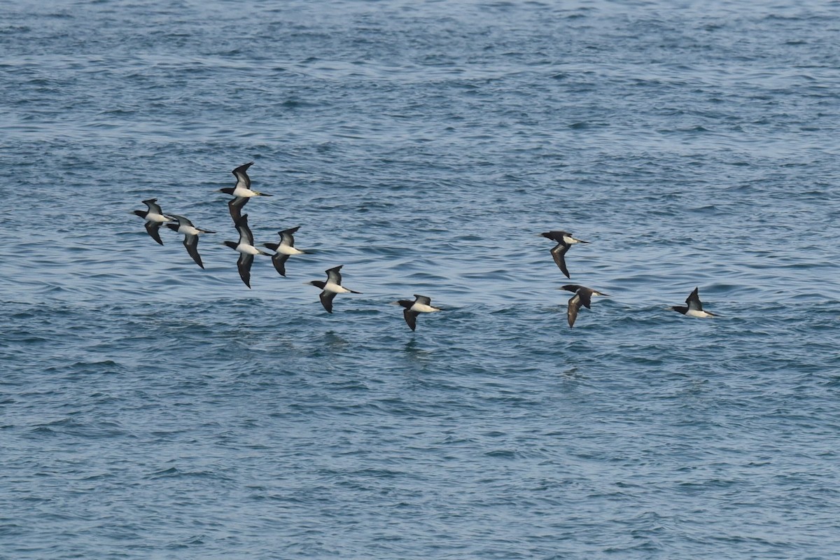 Brown Booby - ML600036661