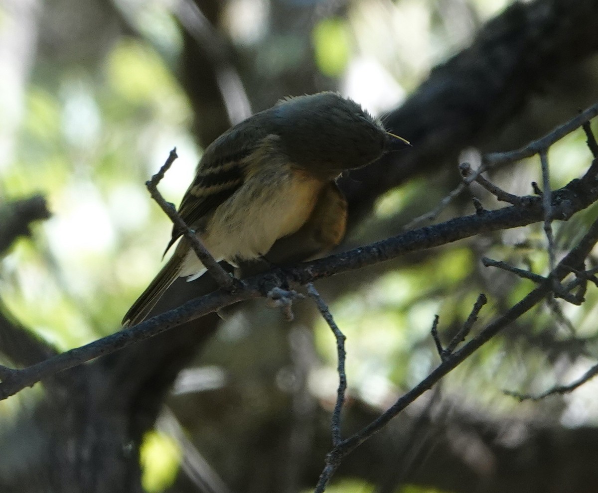 tanımsız Empidonax sp. - ML600037061