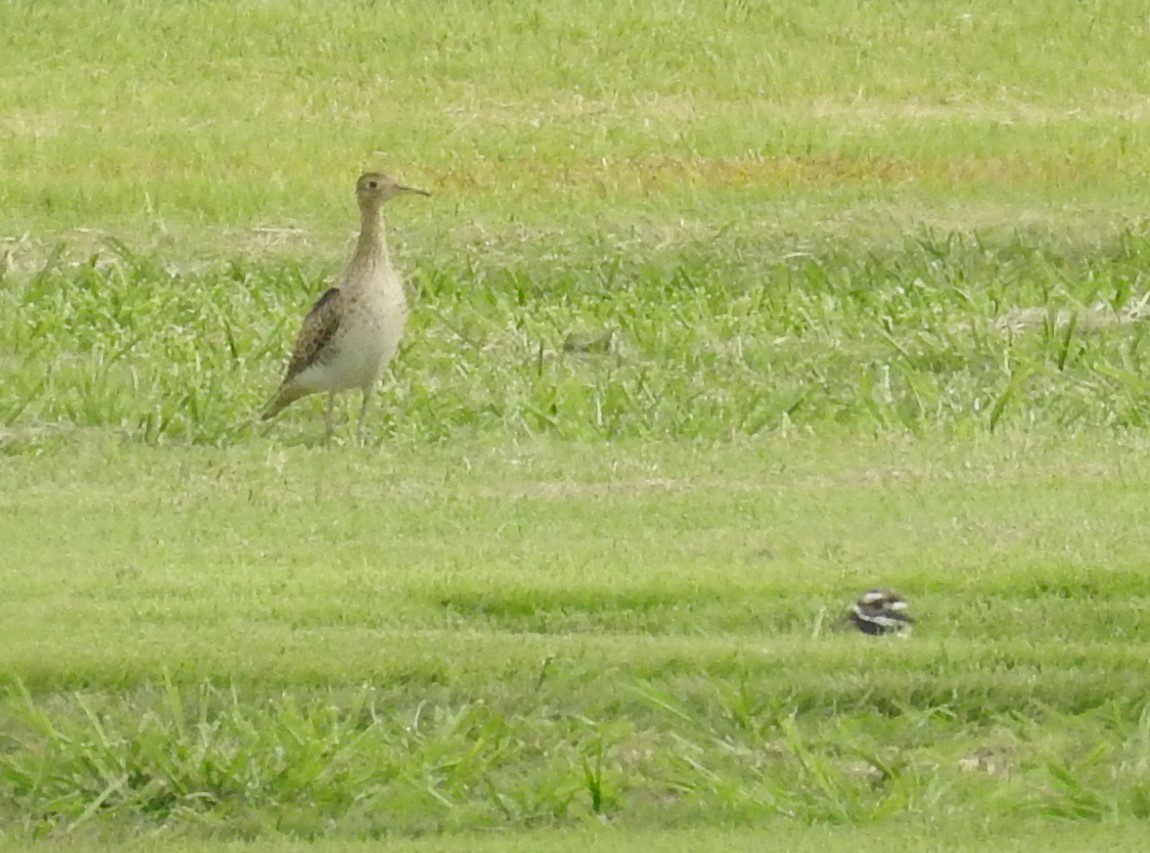 Upland Sandpiper - ML600039481