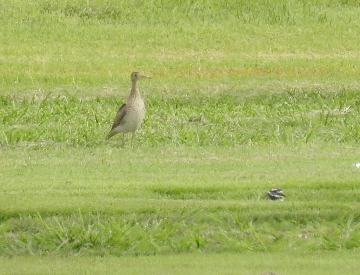 Upland Sandpiper - ML600039491