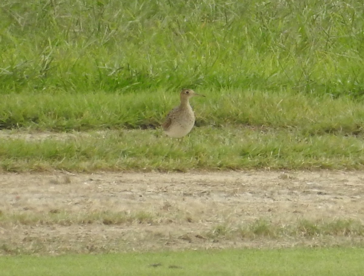 Upland Sandpiper - ML600039511