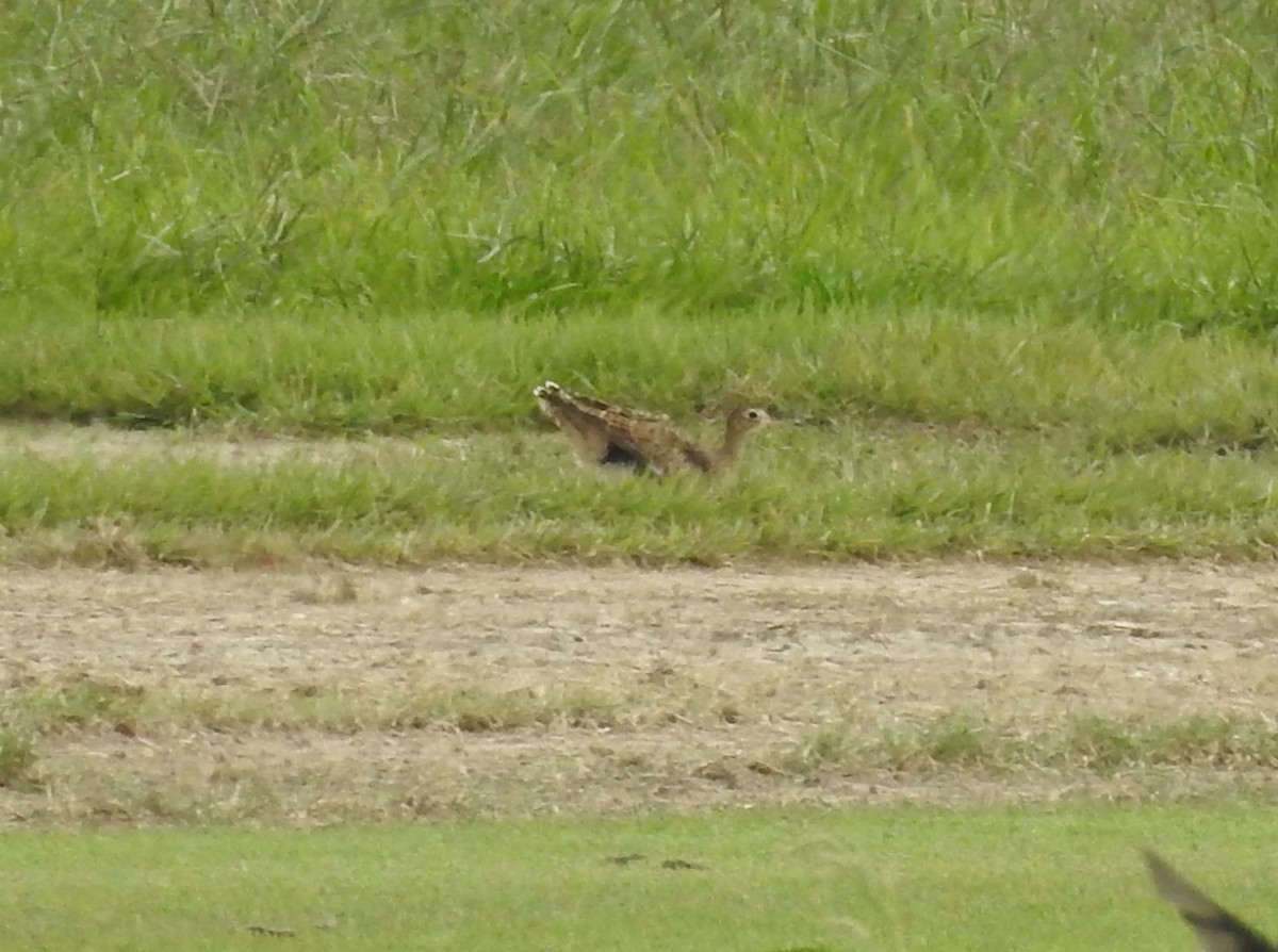 Upland Sandpiper - Fred Shaffer