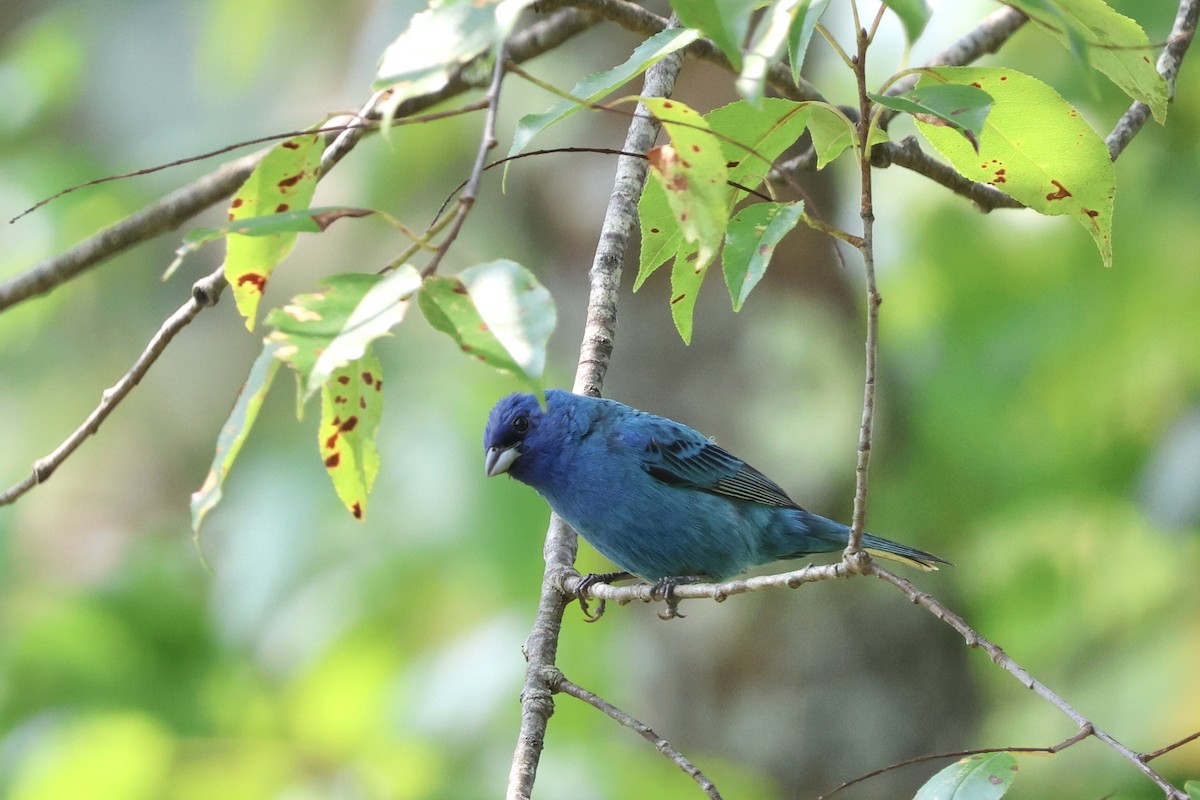 Indigo Bunting - ML600039971